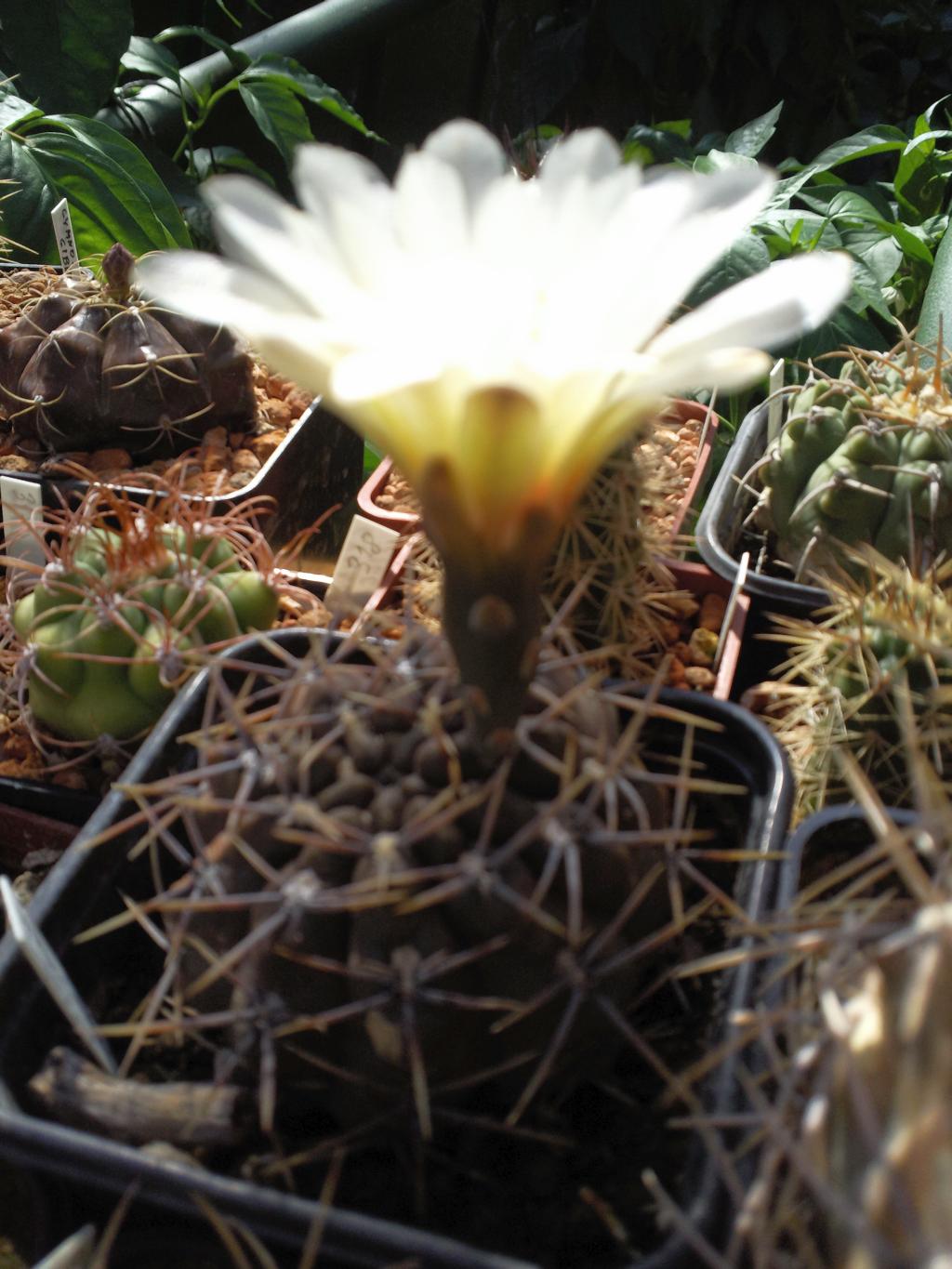 Gymnocalycium gibbosum